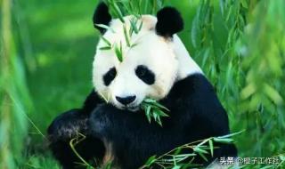 外国有大熊猫吗 外国有大熊猫吗
